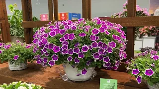 New Proven Winners Plants 2024 Featured at Cultivate