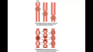 Chapter 23 Digestive System Part1