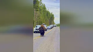 Bison & the Stupid Tailgater in Yellowstone National Park