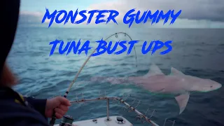 Monster Gummy Dropped At The Boat - Tuna Busting Up - Western Port Bay