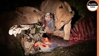 Lions Exacted Their Vengeance on a Leopard !!