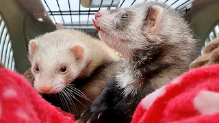 Moving My Ferrets 400 Miles To a New Home! 🤞