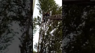 Спасатели и пожарные спасли енота в Астане