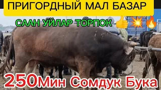 Уй БАЗАР ПРИГОРОДНЫЙ МАЛ БАЗАР СААН Уй БУКАЛАР МУЗОО БАРЫН ТАРТТЫК💥👍27/04/24/БИШКЕК