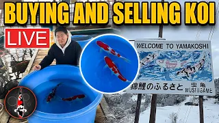 BUYING AND SELLING KOI IN JAPAN - LIVE!
