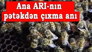 Ana arının üsküktən çıxma anı sizdə izləyin