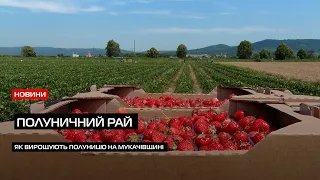 Полуничні плантації: на Мукачівщині активно збирають смачну ягоду