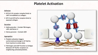 Hemostasis: Lesson 2 - Platelet Activation and Aggregation