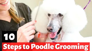 10 Simple Steps to Grooming Your Poodle At Home | How to Groom your Poodle?