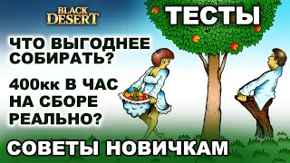 ТЕСТЫ СБОРА: Что выгодно? С чего начать? Фарм на сборе в БДО (BDO - Black Desert)