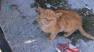 Abandoned Kitten Crying At The Trash Cans