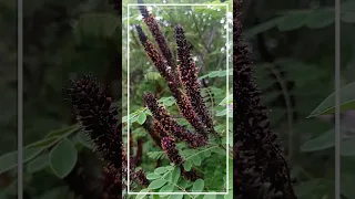 Amorpha fruticosa - Аморфа кустарниковая