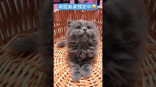 OMG So Cute Cats ♥ Best Funny Cat ❤️🐈Videos 2021 #1967