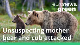 Watch how this mother bear protects her cub from an attack