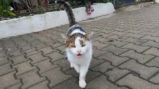 Most talkative cat ever is unbelievable cute