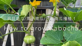 只要兩刀，加快發芽 - 貝貝南瓜/栗子南瓜/日本南瓜種植 - 第一部分 How to grow Kabocha Part 1