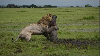 Lion Digs Up a Warthog