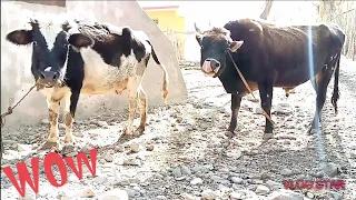 | WOW | My Powerful Bull Meeting Very Fast 😀 | Village Animals |