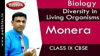 Monera  : Diversity in Living Organisms | Biology | Class 9 | CBSE
