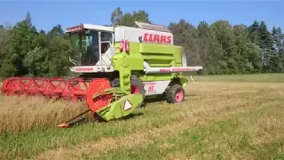 Harvesting organic oats with Claas Commandor 116CS