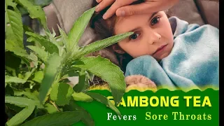 SAMBONG TEA: The Incredible Benefits And Uses, Guaranteed To Blow Your Mind | TOP 10 Indian Herbs