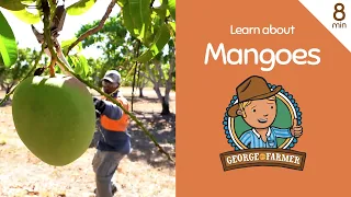 Mangoes with George the Farmer