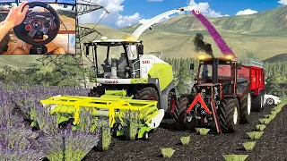 Lavender Harvest w/ Fiatagri 180-90 - Farming Simulator 19 | Logitech g29 gameplay