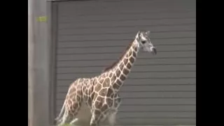 В США жираф сбежал из зоопарка