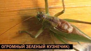 Огромный зеленый кузнечик | Huge green grasshopper