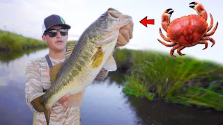 BIG BASS LOVE CRABS! (River Fishing)