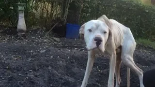 This Desperate Dog Was Tied To A Tree… But Watch What Happens When Someone Finally Noticed