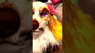 Furry TikTok Compilation