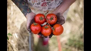 How to Grow The Best Tomatoes | Gardening Tips and Tricks