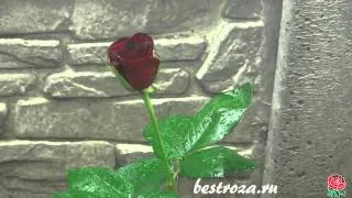 Как выглядят черные розы