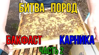 Сравнение карники и бакфаст f-3 в безвзяточный период часть 2. Использование слабых медосборов