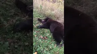 Black Bear moaning... poor bear ☹️☹️☹️