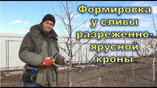 Фомировка у сливы разреженно ярусной кроны