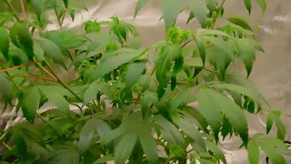 Curling claw leaf problem and to much light (cannabis How to fix)