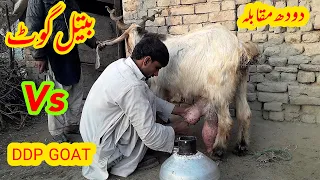Highest Milking Goats Milk Competition University of Agriculture Faislabad 2024