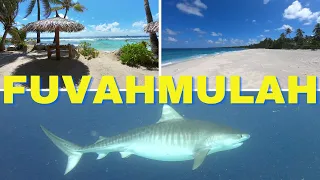 Fuvahmulah Maldives Tiger Shark Diving (4K)