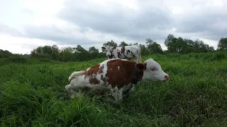 Дрищи с фермы. Что с ними стало через 3 месяца.