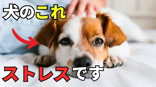 犬がストレスになる人間の行動ランキング10