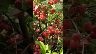 cherry wax apple fruit❤️🤩👌