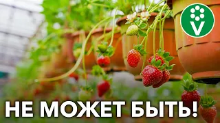 Садовые мифы, в которые мы продолжаем верить