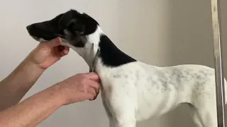 Grooming the Smooth Fox Terrier - Episode 4