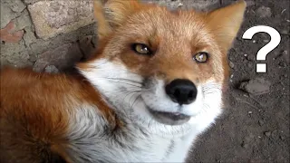 5 Facts about Pet Foxes you Need to Know