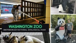Wir besuchen die #pandas im Washington Zoo | Ein besonderer Hauptstadt-Zoo | USA East Coast Tour #21