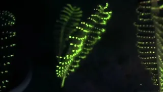 Glowing sea pens| CCTV English