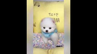 【Compilation】Dog Pet Puppy Pomeranian Grooming Teddy bear style ! dogs story #short 67