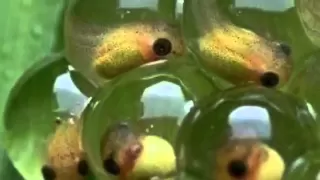 Life cycle of a Frog!